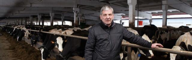 Lääne-Virumaa piimatootjad loodavad olude paranemisele