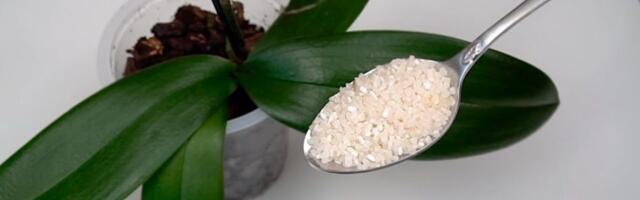 Kui soovid, et sinu orhidee õitseks pidevalt, tee seda igal hommikul