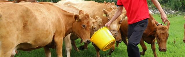 AVATUD TALUD 2024 | Piim ei tulegi poest? Uustla talus näeb, kuidas üks õige piimalehm elab