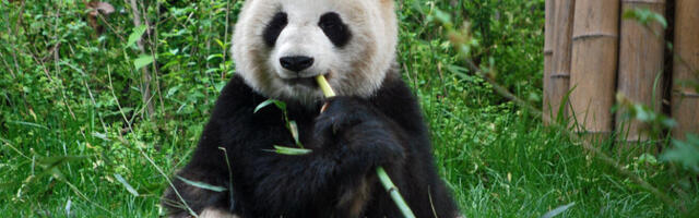 Looduskaitsealadel saavad loomad hästi järgida loomulikku päevaplaani