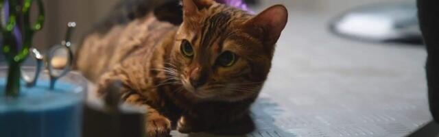 Miks viis Tuuli-Ann oma kassi ilusalongi?