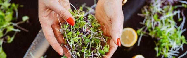 NÄDALA KODU ⟩ Imelihtne viis, kuidas kodus supertoitu kasvatada