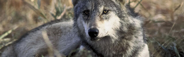 Hollandis ründas hunt 6-aastast poissi ja vedas ta metsa