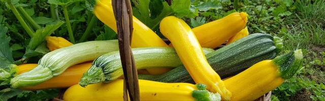 RETSEPTID | Suvikõrvitsad vohavad: mida nendest valmistada?