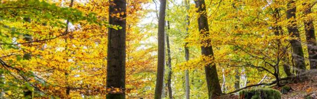 IKEA omanikele kuuluv Ingka Investments ostab Eestis ja Lätis suured metsaalad