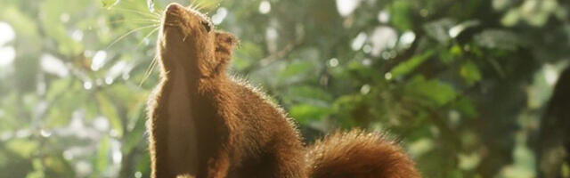 Südamlik koguperefilm elust tammepuul