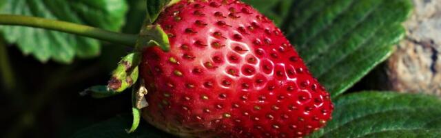 Taas on võimalik esitada kandidaate Regionaalmaasika auhinnale