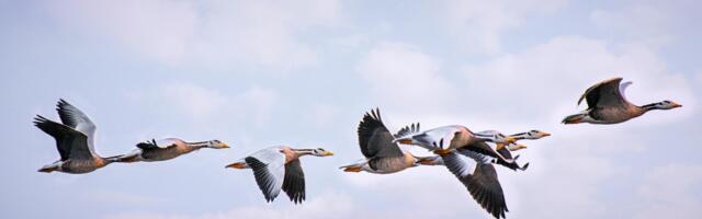 Tornide linnuvaatluspäeval märgati kõige rohkem liike Puises