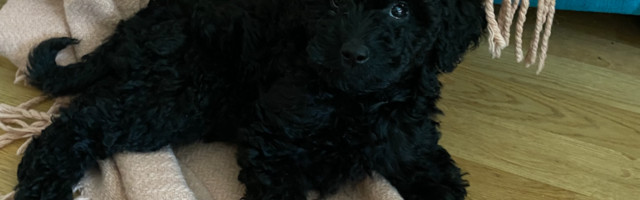 Marko Mäetamm: põhimõttekindel mees. “Amatöör arutleb”