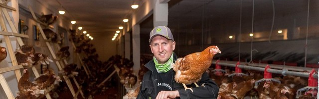 Linnugripp ahistab mahekanapidajaid: kanad on kurvad