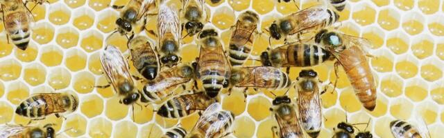 Riho Terras: kuulid, mitte mesilased - peame tegelema esmajärjekorras kõige olulisemaga, sest Euroopas käib sõda