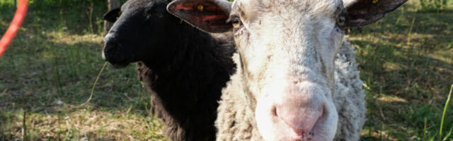 KÜLALUGU | Hirmuste – laante ja lainete vahel