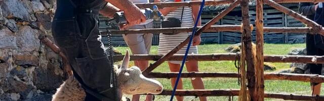 PÄRANDTÖÖ | Mihkli talumuuseumi lammas ootab lambapesupäeva