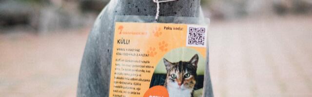 Algab Viljandimaa kodutute loomade varjupaiga ehitus