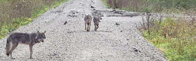 GUUD, BÄÄD, NÄDALA SÕNA | Kakao maailmaturuhind ajab šokolaadi hinna üles
