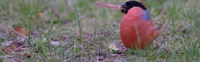Kilvar Kessler NÄDALA FOTO