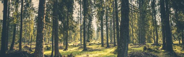 Tõrva kogukond ja RMK jõudsid koostöös riigimetsa tervikkavani