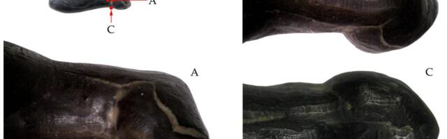 Väike hülgekujuke Pullist teeb Eesti kunsti sama vanaks kui inimasustuse