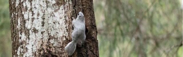Loodustalgulised sattusid kontvõõrastena lendoravate pulma