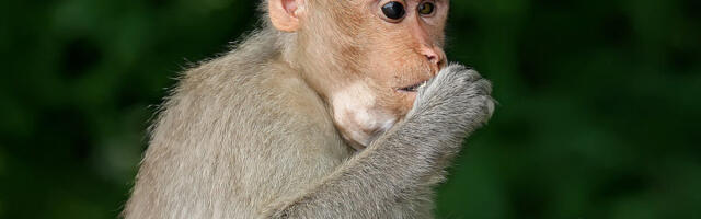 HIV-vaktsiin toimis pärdikutel nii edukalt, et nüüd on plaanis inimkatsed