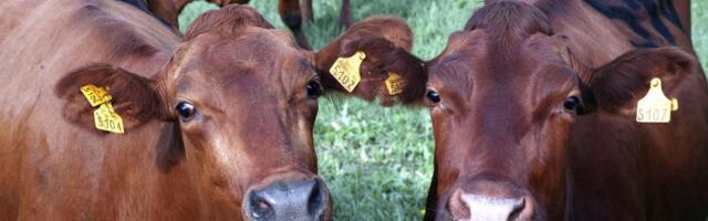 ÜLE-EESTILINE SÜNDMUS | Täna toimub viies Maal elamise päev, mis toob fookusesse maapiirkondade elu- ja töökohad