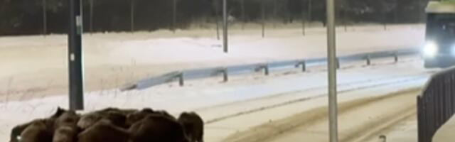 VIDEO | Sead rööbastel! Metsseakari tekitas Poola linnas liikluskaose