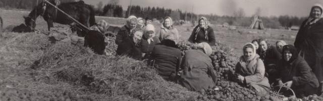 Suur Eesti-Vene kartulitehing tõi tüli majja. Venelased: Eesti kartul on kärntõbine ja ohtlik