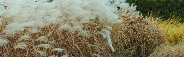 Võitlus amuuri siidpöörisega