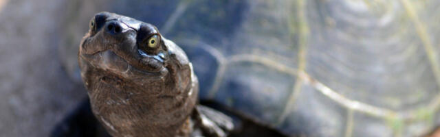 "EVROPSKA UNIJA JE POPUT KORNJAČE": Putinov predstavnik žestoko ismejao Brisel, ne veruje da je ovo urađeno