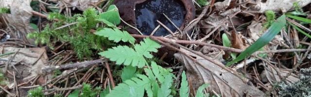 Metsas jalutajad päästavad kaitsealuseid seeni raietööde eest