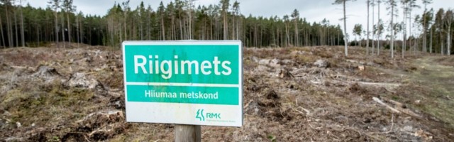 KOHALIKEL RADADEL | Kas harvester möllab liiga vihaselt? Hiiumaa metsad on kohalikel südamel