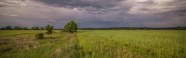 Analüüs näitab ära alad, kus saaks kaaluda asendusmetsastamist