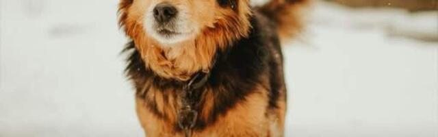 В Польше запретили держать собак на цепи