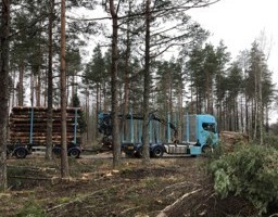 Metsatööstus tahab MTÜ Eesti Metsa Abiks eemaldamist "Kultuuri Teo" nominentide seast
