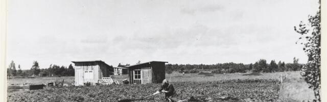 Tallinlaste aiamaad ja aianduskooperatiivid aastatel 1945–1965