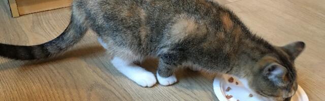 Otepää vallavalitsuse hoonesse sattus kass