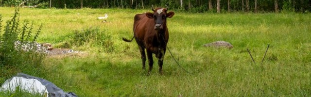 Eesti lehmad on ühed paremad piimaandjad Euroopas, aga surevad üha nooremalt