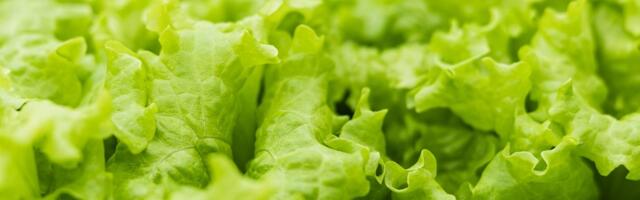 Kas salatit tasub enne söömist pesta?