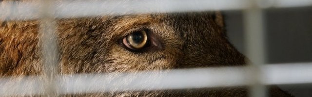 Hundid murdsid mullu 830 lammast ja ka poni