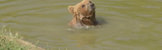 Reporter: Isegi karud vajavad suvise leitsaku vastu inimeste abi