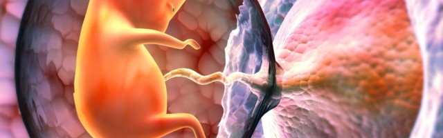 Pisikesed RNA geenid reguleerivad platsenta ülesandeid läbi raseduse