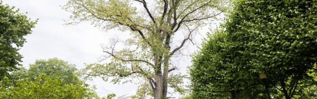 Tallinnas algab jalakasurmaga nakatunud puude raie