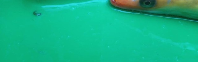 Peipsilt püüti haruldane «kuldkala»