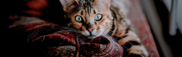 Mu kass on sama ahne kui keskmine ameeriklane