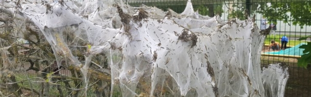 FOTOD JA VIDEO | Nagu õudusunenäost: tuhanded röövikud mässisid Haabersti hekid oma võrku