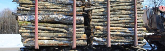 Metsavarujatel läks eelmisel aastal hästi