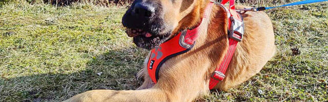 Lennujaamast leitud Reks  ootab endale peremeest