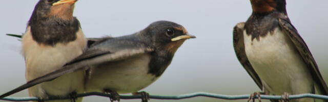 Suitsupääsukesed jõudsid kohale