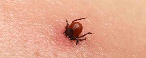 Kõige nakkusohtlikumad puugid ei elagi Saaremaal