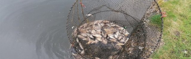 FOTO | Snelli tiigil tegutseb röövpüüdja